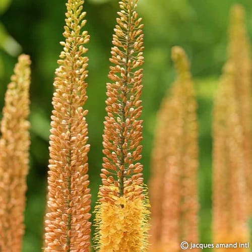 Eremurus 'Pinokkio'