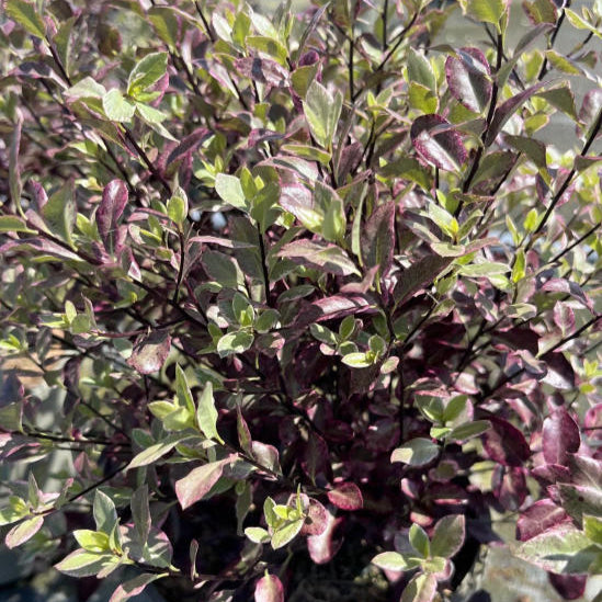 Pittosporum tenuifolium 'Bannow Bay'