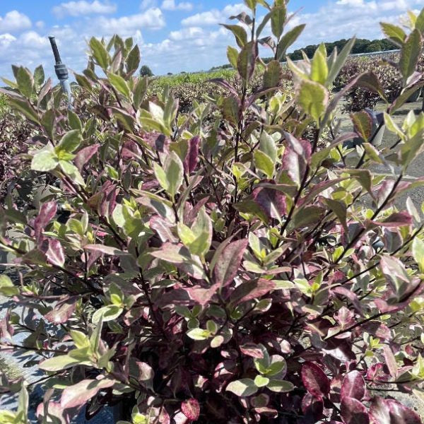 Pittosporum tenuifolium 'Bannow Bay'