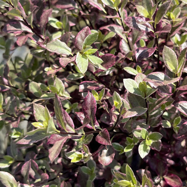 Pittosporum tenuifolium 'Bannow Bay'
