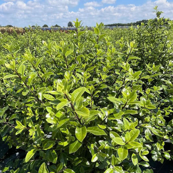 Pittosporum tenuifolium 'Golf Ball'