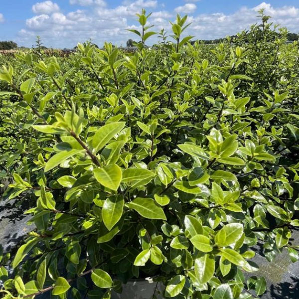 Pittosporum tenuifolium 'Golf Ball'