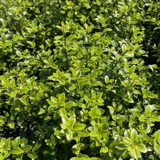 Pittosporum tenuifolium 'Golf Ball'