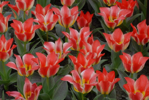 Tulip 'Plaisir'