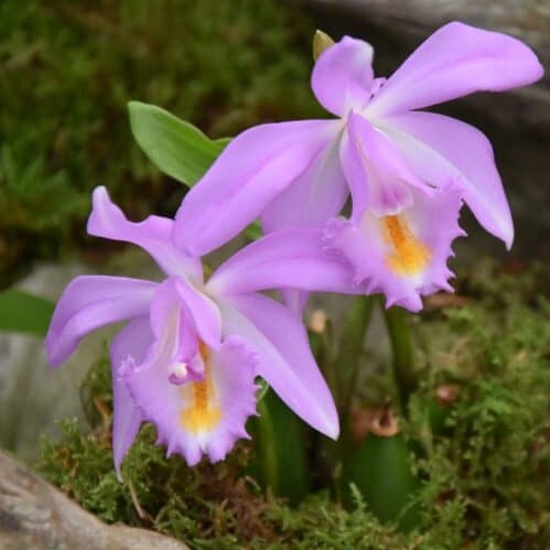 Pleione aurita hybrid