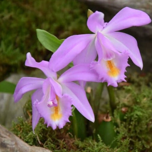 Pleione 'Tibesti'