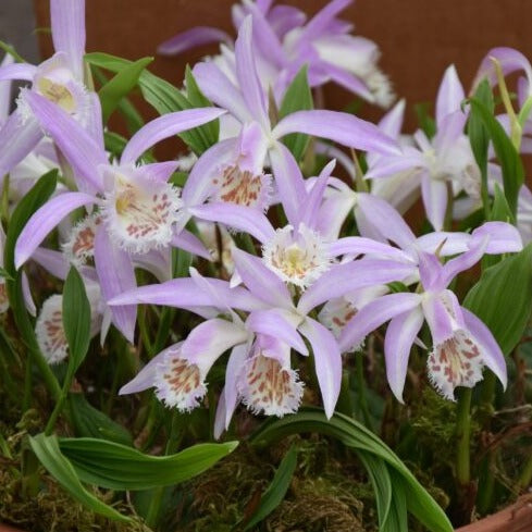 Pleione formosanum x grandiflora