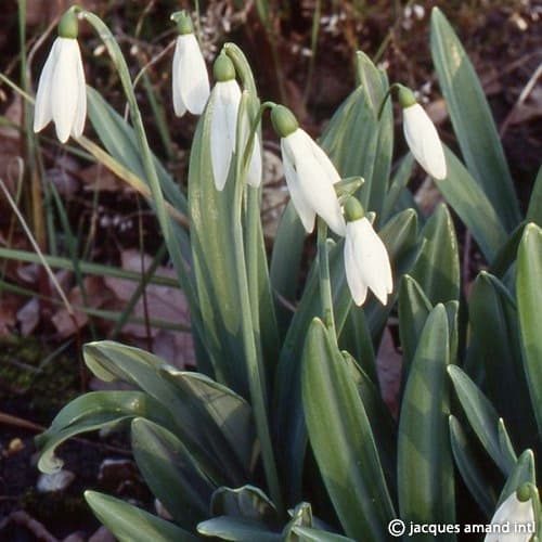 Galanthus plicatus