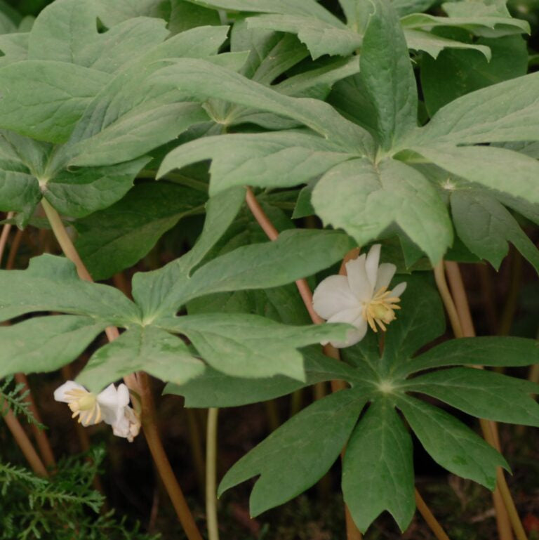 Buy Podophyllum peltatum (May Apple) Rhizomes online