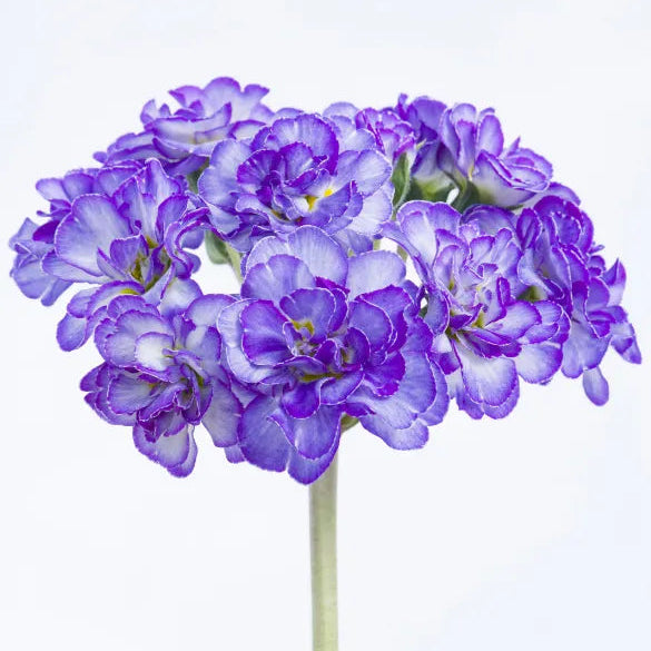 Primula × polyantha 'Crystal Fountain'