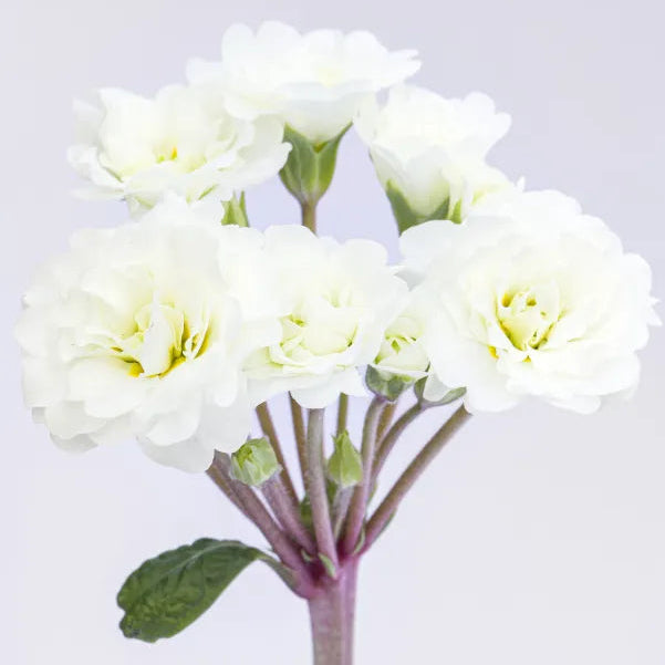 Primula × polyantha 'Frosty White'