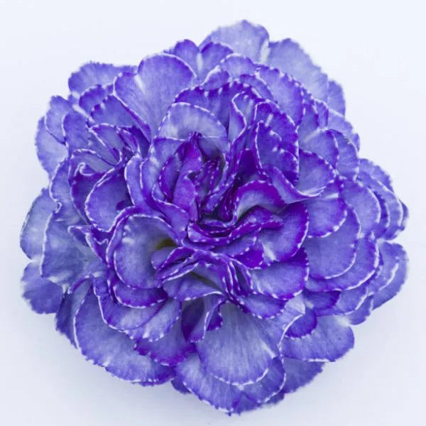 Primula × polyantha 'Crystal Fountain'
