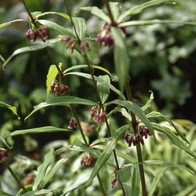 Buy Polygonatum cirrhifolium Rhizomes online