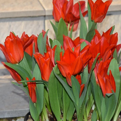 Tulipa praestans 'Van Tubergen's Variety' Bulbs