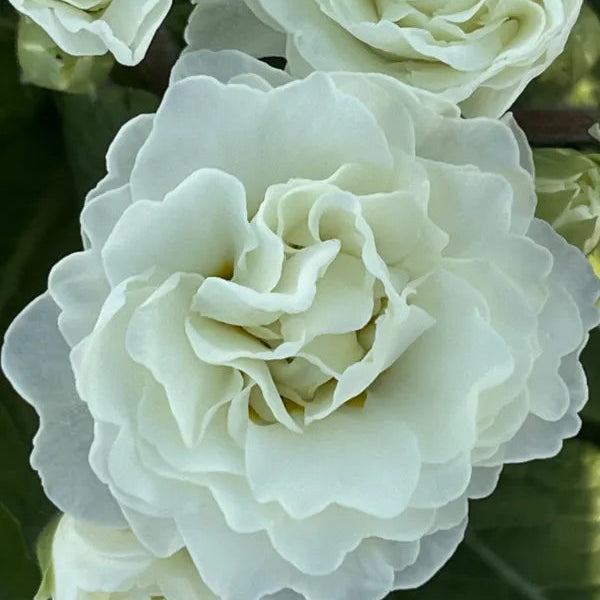 Primula × polyantha 'Frosty White'