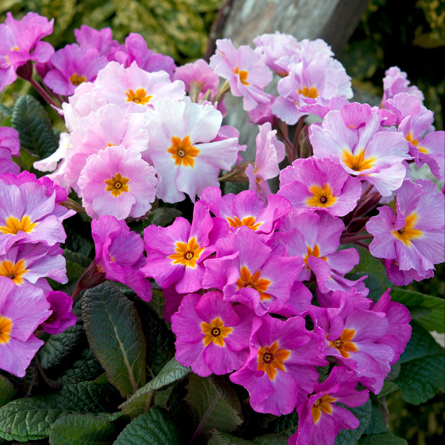 Primula × polyantha 'Stella Pink Champagne' by a branch