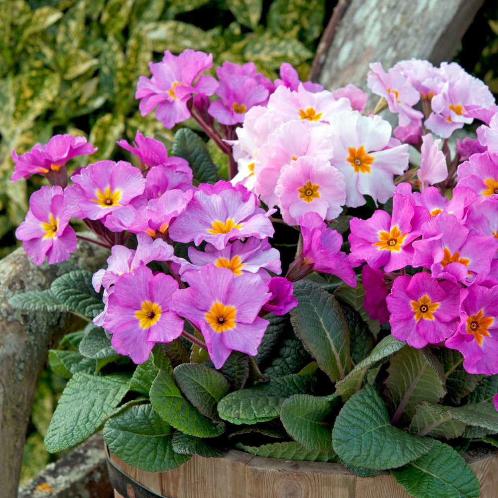 Primula × polyantha 'Stella Pink Champagne' in a hanging basket by a bush and branch
