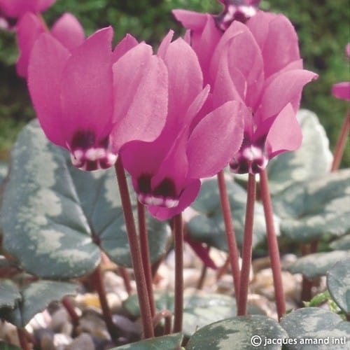 Cyclamen pseudibericum