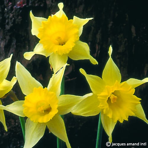 Narcissus lobularis (Lent Lily Daffodil) Bulbs