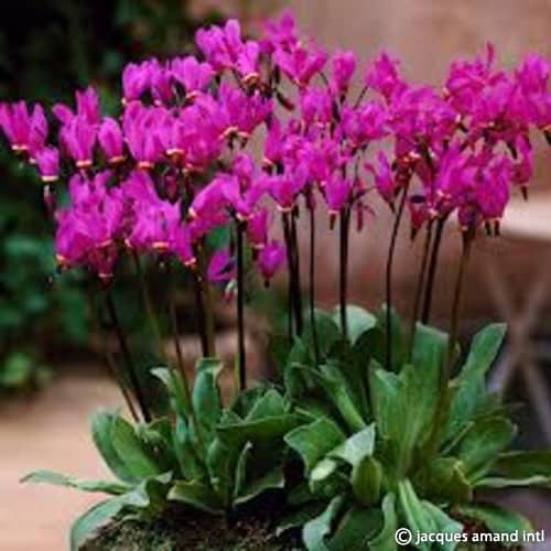 Buy Dodecatheon pulchellum 'Red Wings' Rhizomes online