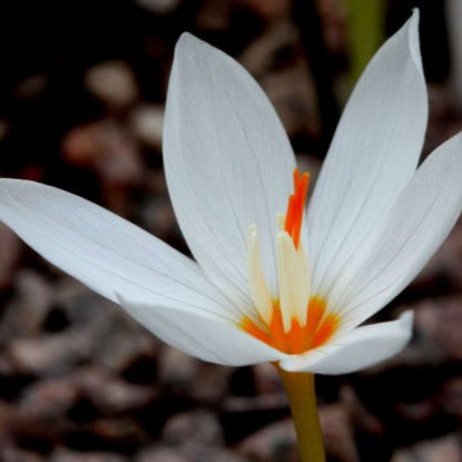 Crocus pulchellus 'Albus' Bulbs