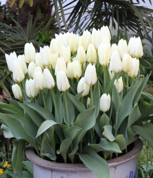 Tulip 'Purissima' (White Emperor)
