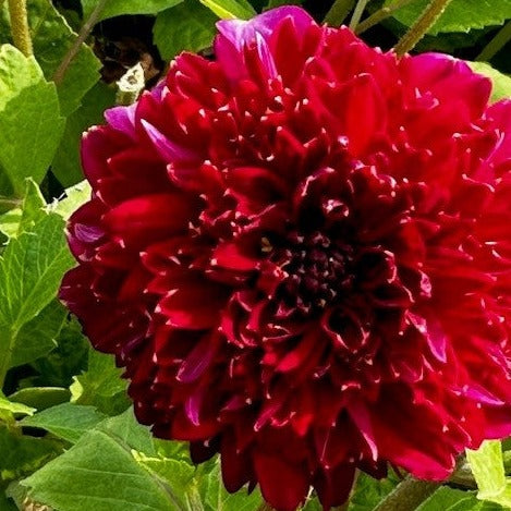 Dahlia 'Purple Bouquet'