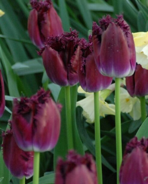Tulip 'Purple Crystal'