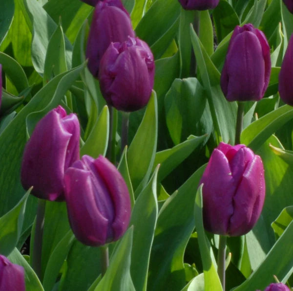 Tulip 'Purple Prince' Bulbs
