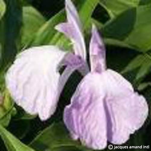 Roscoea purpurea 'Vincent'