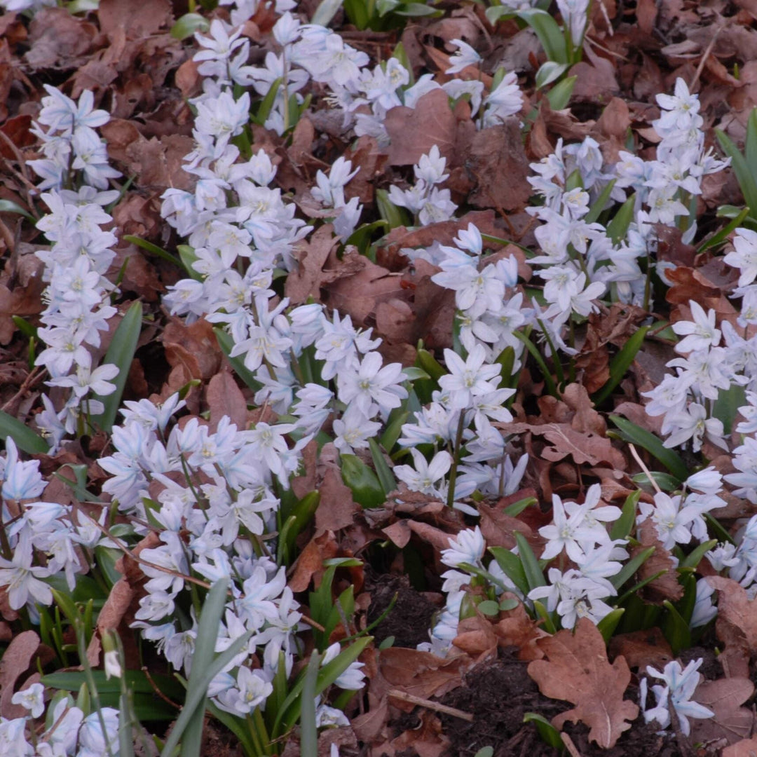 Puschkinia scilloides var. libanotica (Lebanon Striped Squill) Bulbs