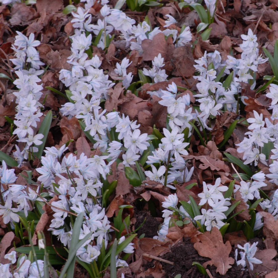 Puschkinia scilloides var. libanotica (Lebanon Striped Squill) Bulbs