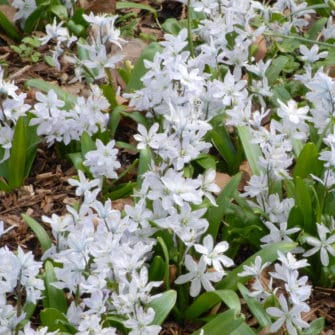 Puschkinia scilloides var. libanotica 'Alba' Bulbs
