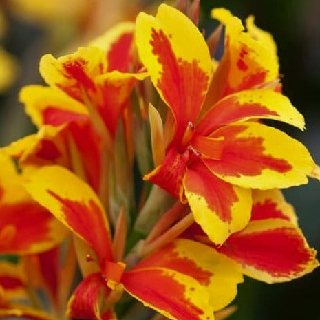 Canna Queen Charlotte