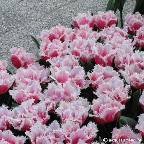 Tulip 'Queensland'