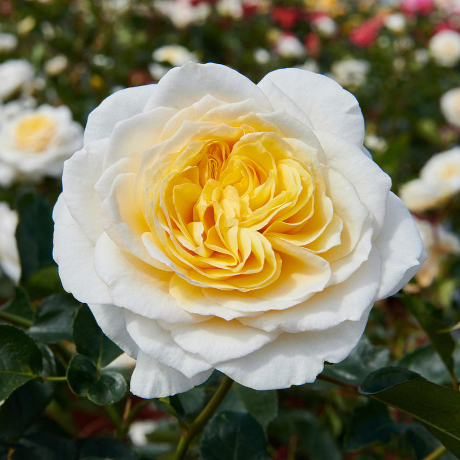 Rosa 'Gisila'