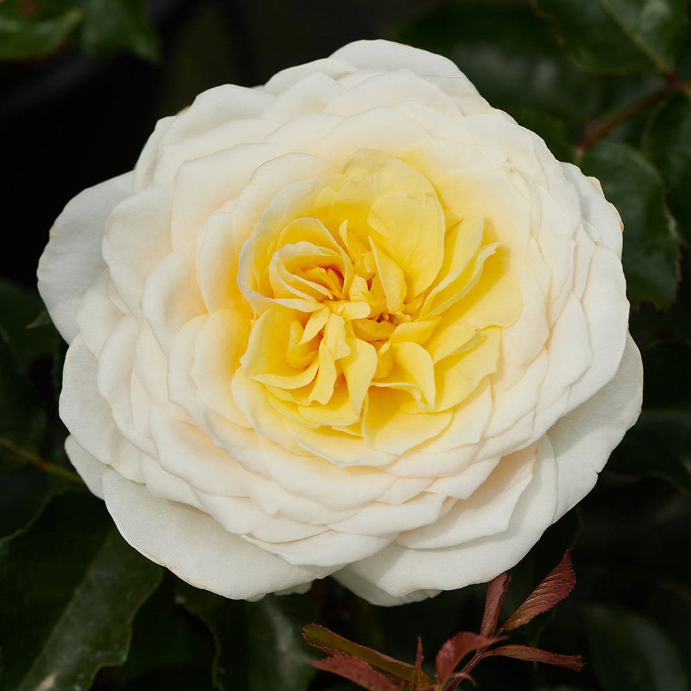 Rosa 'Gisila'