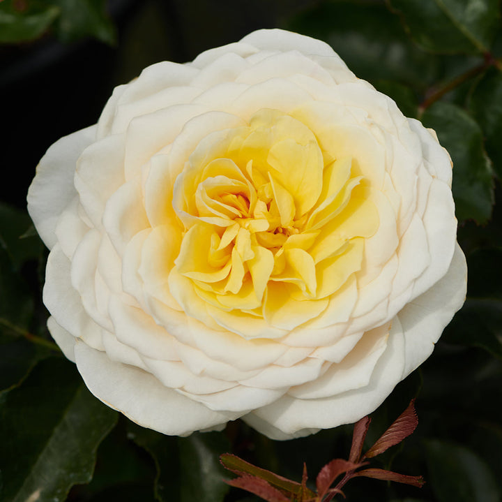 Rosa 'Gisila'