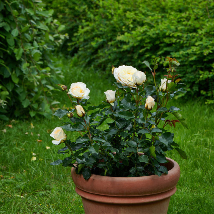 Rosa 'Gisila'