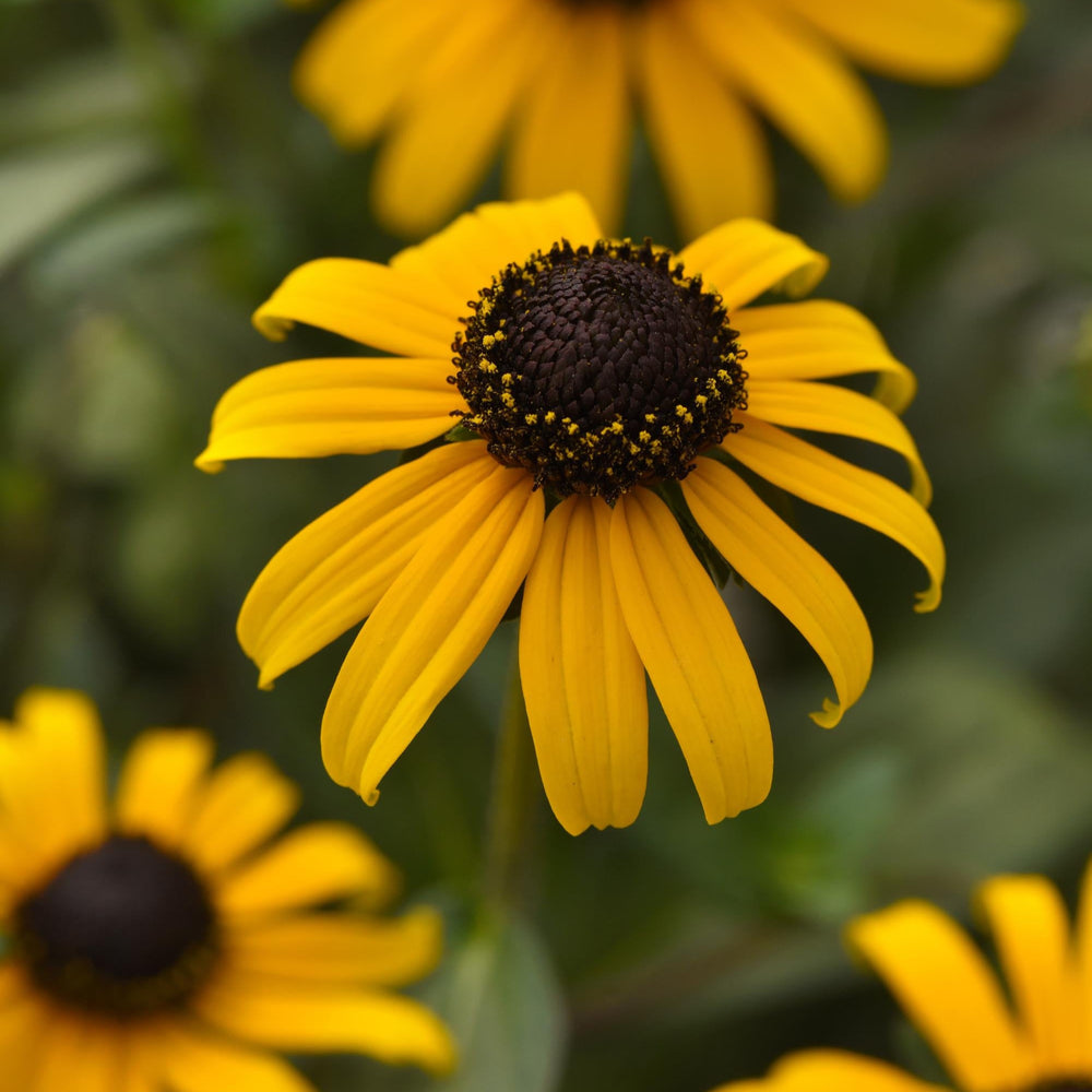 Rudbeckia fulgida 'GoldBlitz'