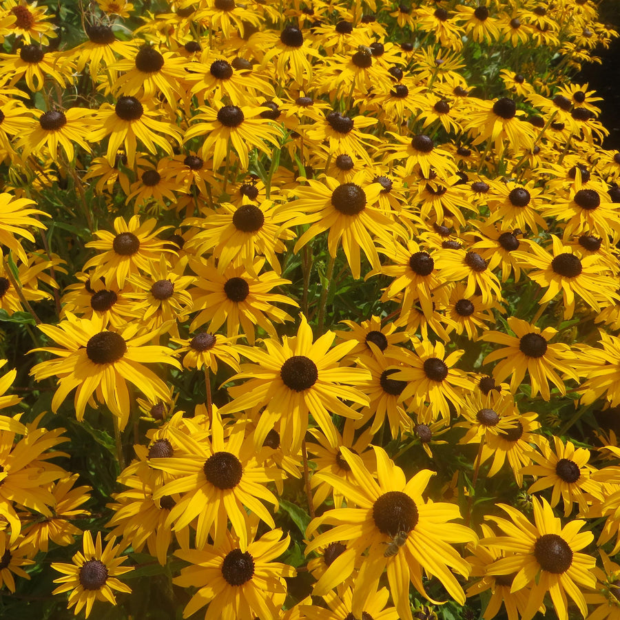 Rudbeckia fulgida 'GoldBlitz'