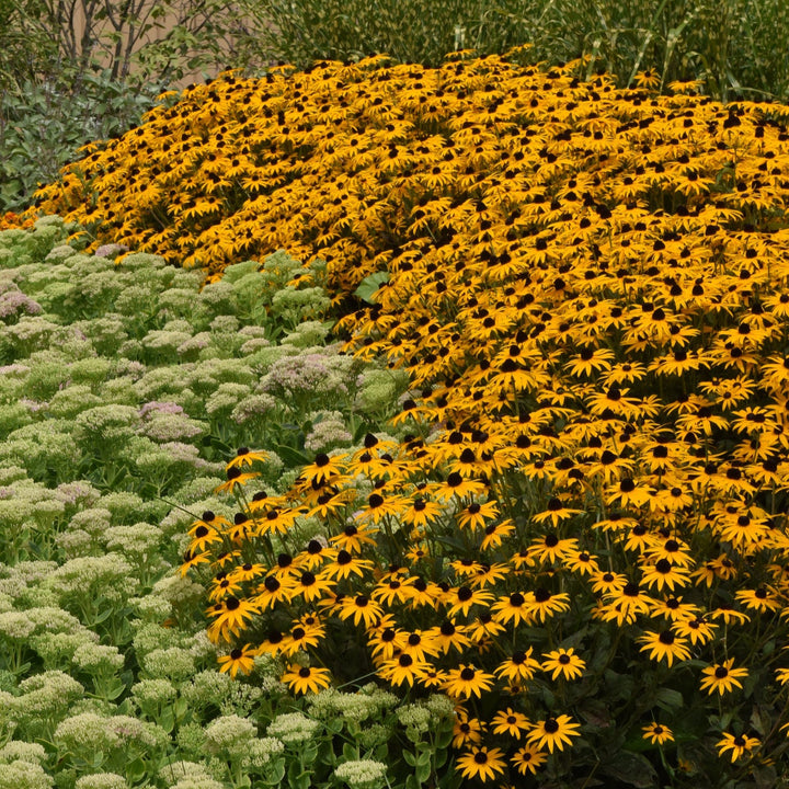 Rudbeckia fulgida 'GoldBlitz'