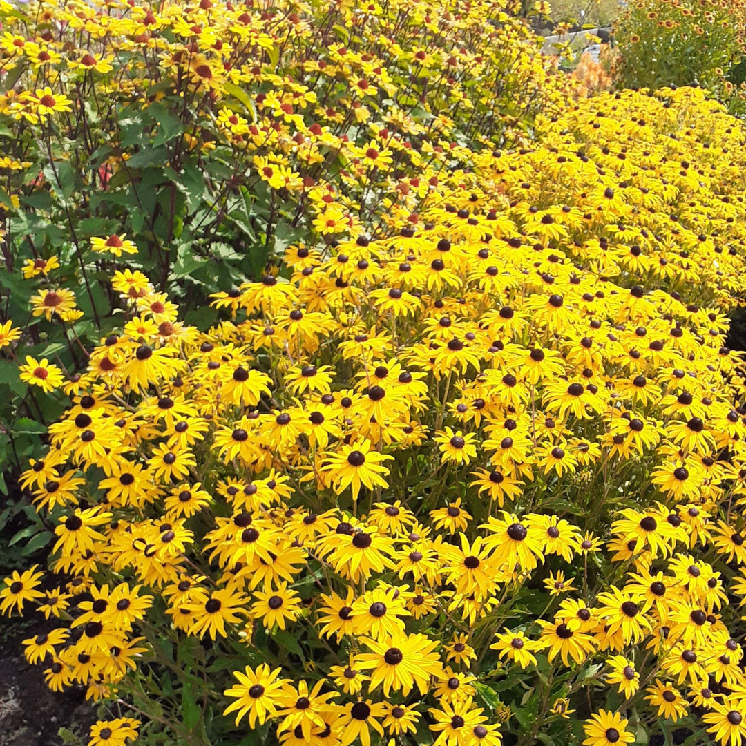 Rudbeckia fulgida 'GoldBlitz'