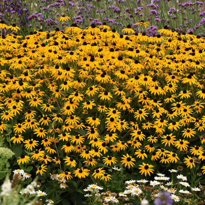 Rudbeckia fulgida 'GoldBlitz'