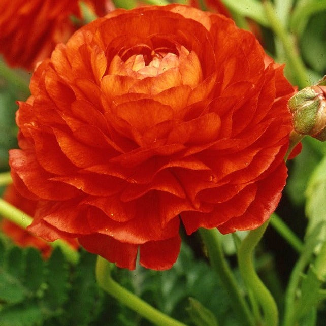 Ranunculus 'Aviv Red'