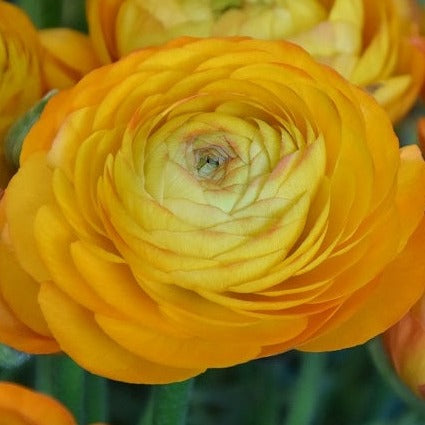 Ranunculus Aviv Orange