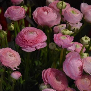 Ranunculus 'Aviv Rose'