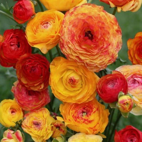 Ranunculus aviv 'Picotee Orange'