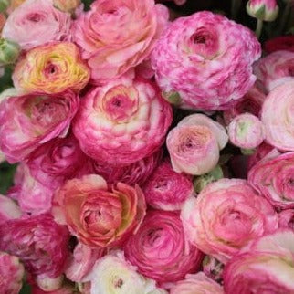 Ranunculus aviv 'Picotee Rose'