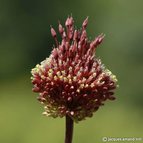 Allium amethystinum 'Red Mohican'